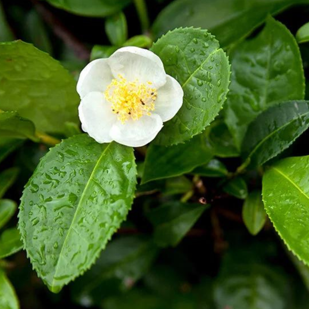 The Tea Plant: Camellia Sinensis